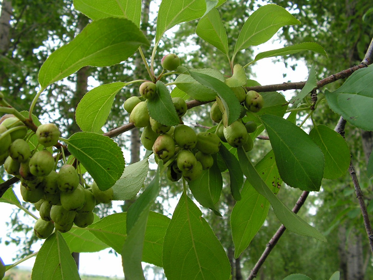 Изображение особи Rhamnus ussuriensis.