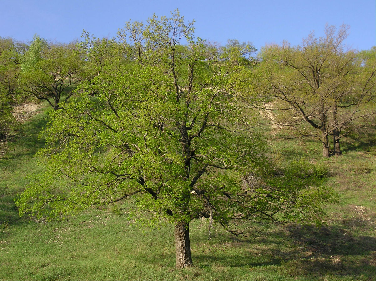 Изображение особи Quercus robur.