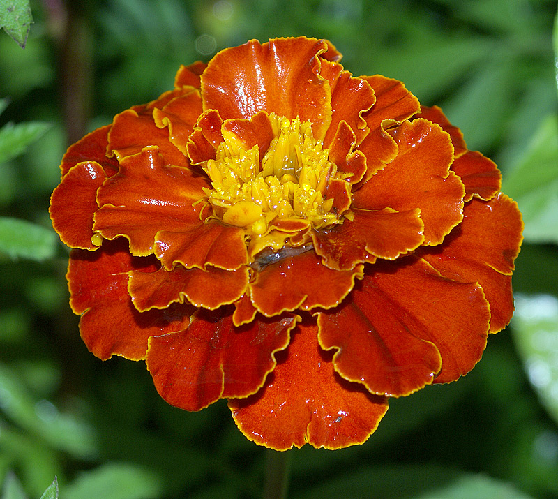 Image of Tagetes patula specimen.