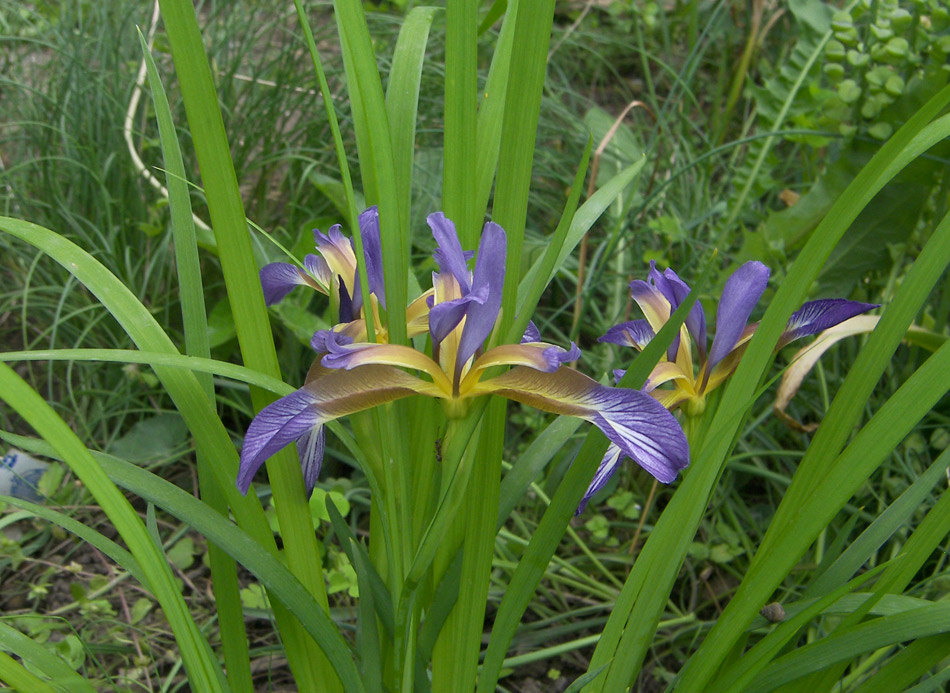 Image of Iris colchica specimen.