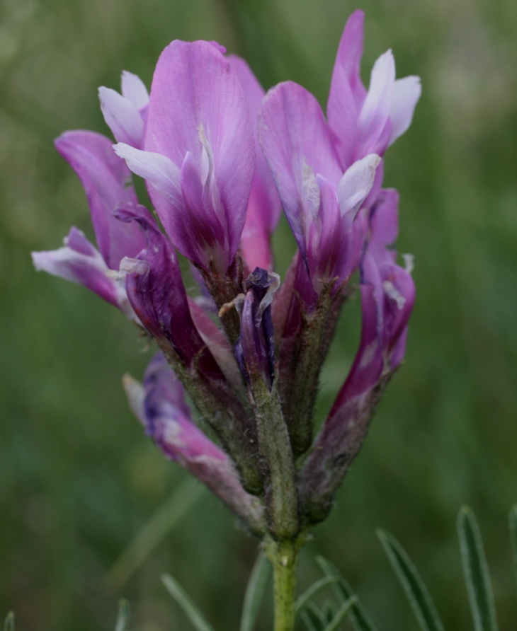 Image of Astragalus oropolitanus specimen.