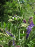 Vicia villosa. Верхушка цветущего побега с нераскрытыми цветками. Украина, Черкасская обл., Каневский р-н, региональный ландшафтный парк \"Трахтемиров\", остепнённый участок. 26 мая 2012 г.