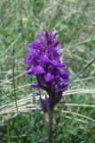 Dactylorhiza umbrosa