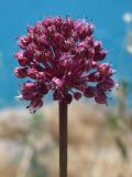 Allium atroviolaceum. Соцветие. Южный Берег Крыма, пос. Симеиз, ск. Дива. 20 июня 2012 г.