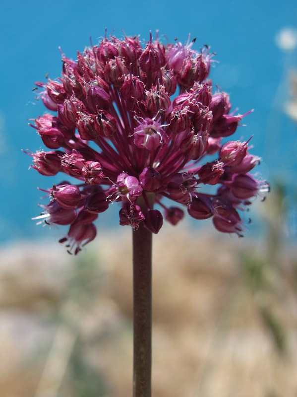 Изображение особи Allium ampeloprasum.
