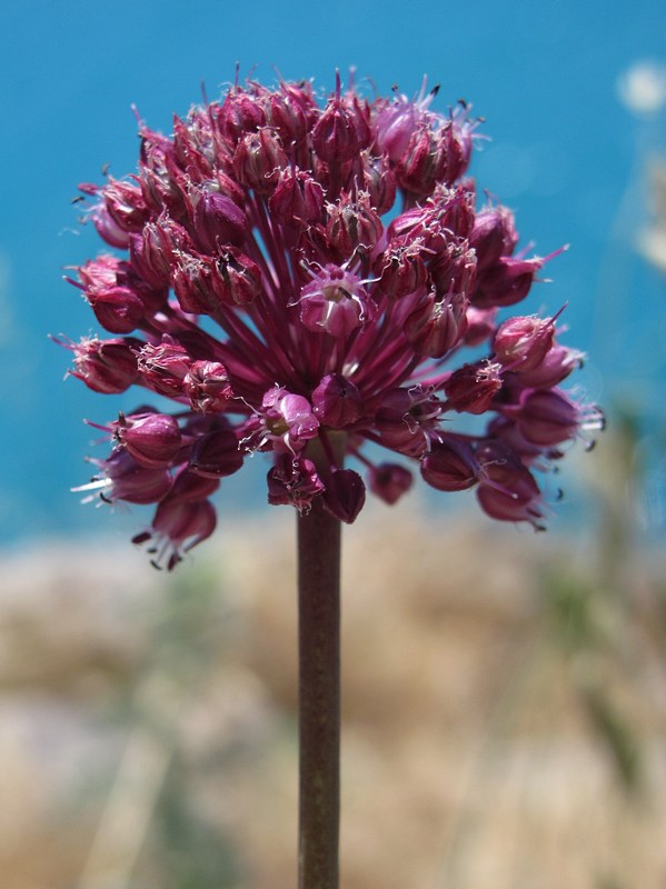 Изображение особи Allium atroviolaceum.