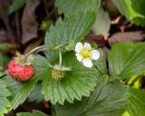 Fragaria vesca