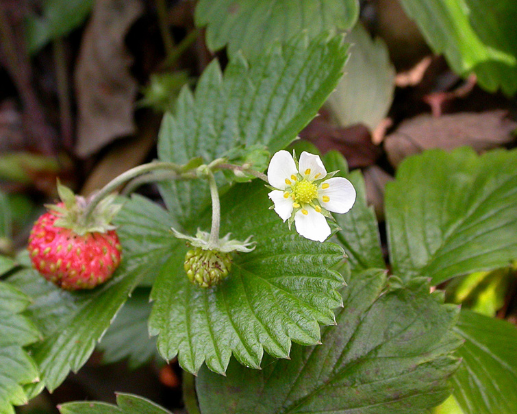 Изображение особи Fragaria vesca.