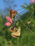 Lathyrus sylvestris