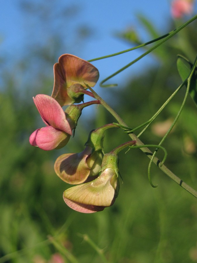 Изображение особи Lathyrus sylvestris.