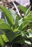 Tulipa berkariensis