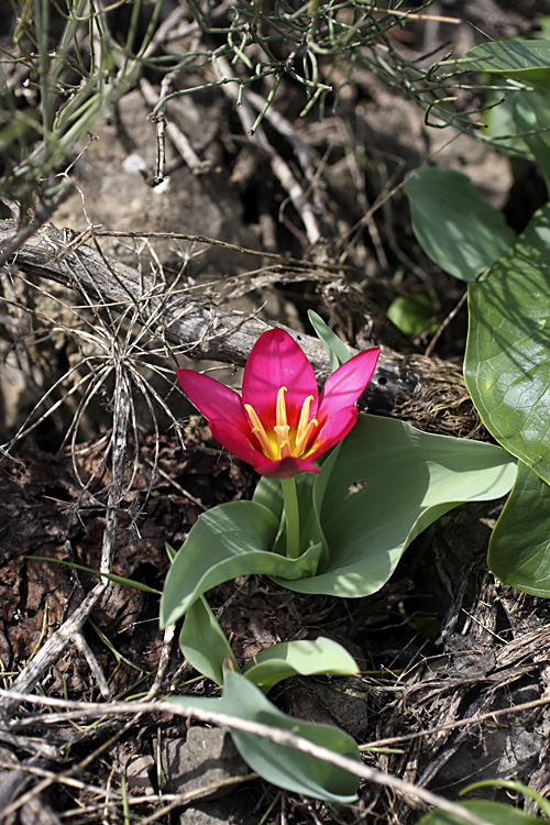 Image of Tulipa berkariensis specimen.