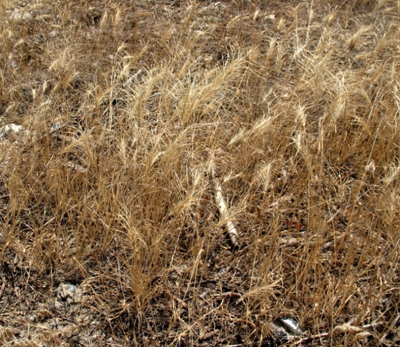 Image of Taeniatherum crinitum specimen.