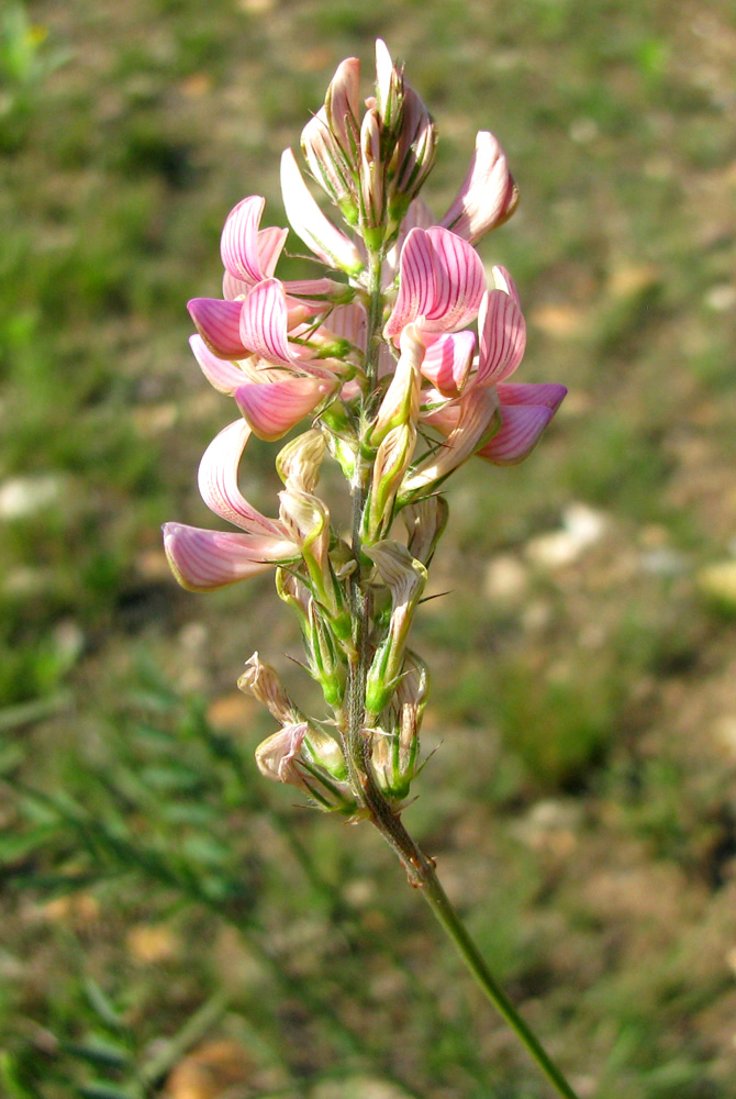 Изображение особи Onobrychis arenaria.