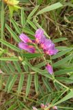 Vicia amoena