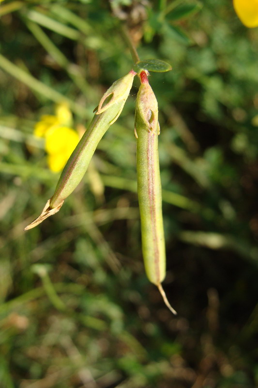 Изображение особи Lotus corniculatus.