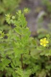 Potentilla supina. Лист. Южный Казахстан, правобережье Сыр-Дарьи выше устья Арыси. 29.05.2012.