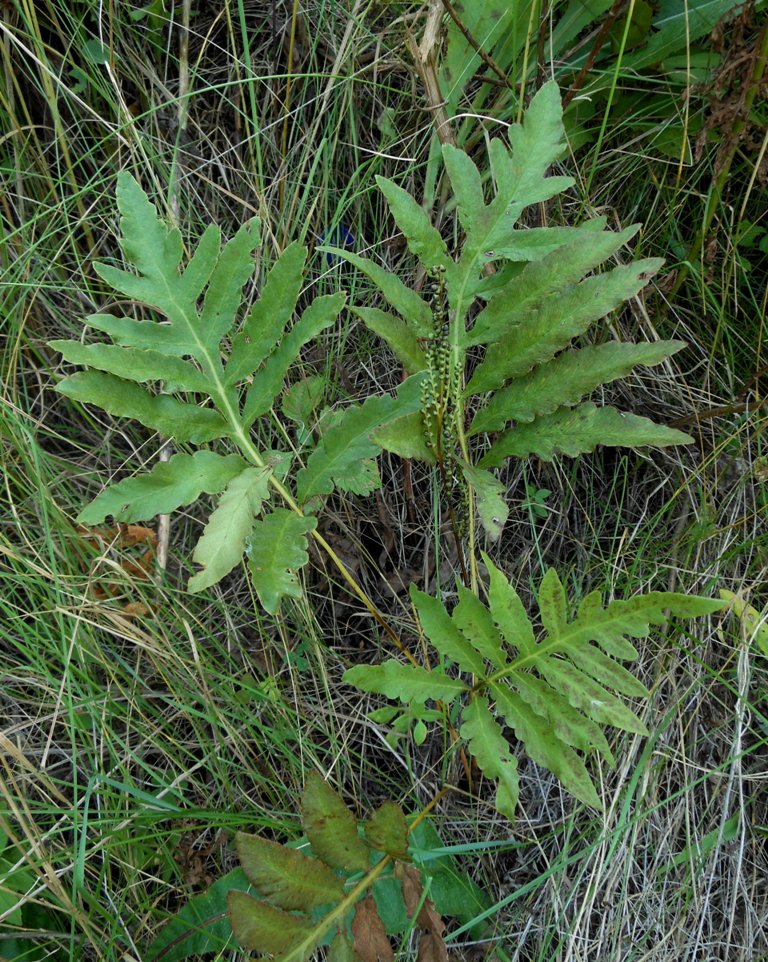 Изображение особи Onoclea sensibilis.