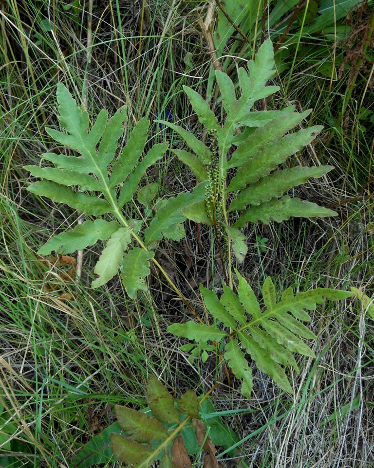 Image of Onoclea sensibilis specimen.