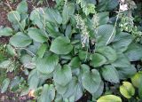 Hosta plantaginea