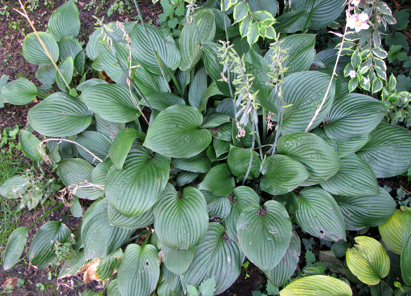 Image of Hosta plantaginea specimen.