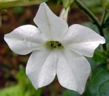 Nicotiana alata