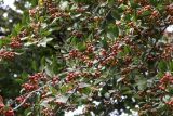 Crataegus canbyi