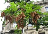 Robinia pseudoacacia. Ветвь с соплодиями. Венгрия, г. Будапешт, центральная часть города. 01.09.2012.