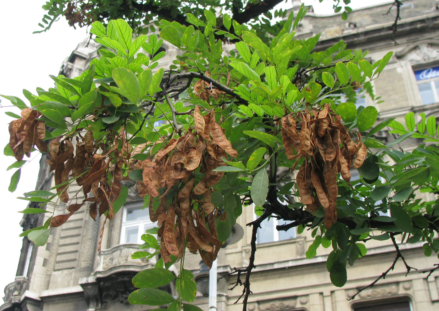 Image of Robinia pseudoacacia specimen.