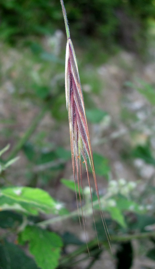 Image of Anisantha sterilis specimen.
