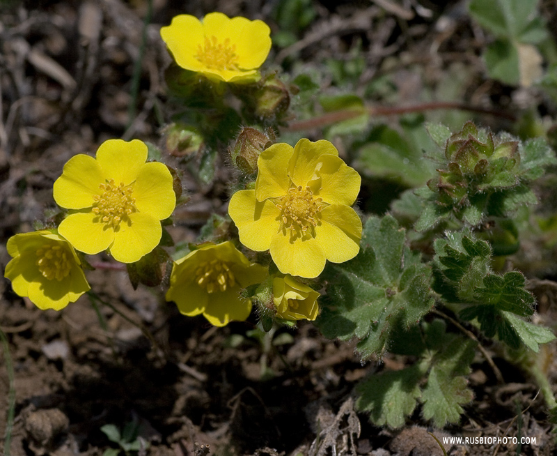 Image of Potentilla depressa specimen.