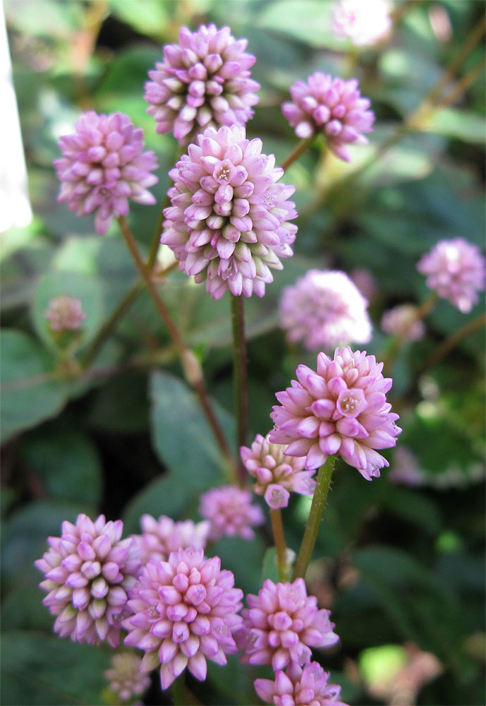 Image of Persicaria capitata specimen.