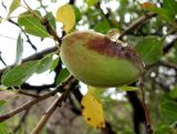 Amygdalus bucharica. Созревающий повреждённый плод с выступившей камедью. Туркменистан, хр. Кугитанг, \"Плато динозавров\". Июнь 2012 г.