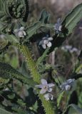 Anchusa strigosa