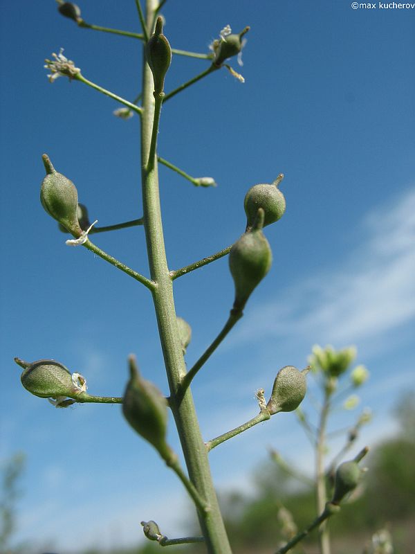 Image of Camelina pilosa specimen.