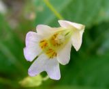 Impatiens parviflora