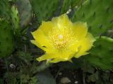 Opuntia humifusa