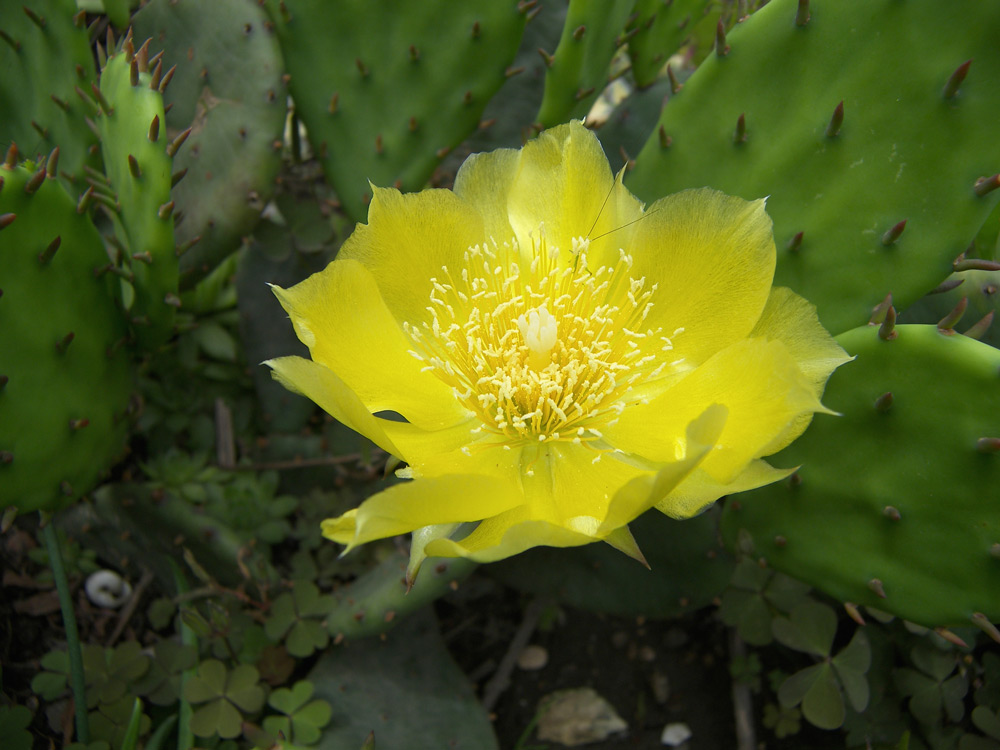Image of Opuntia humifusa specimen.
