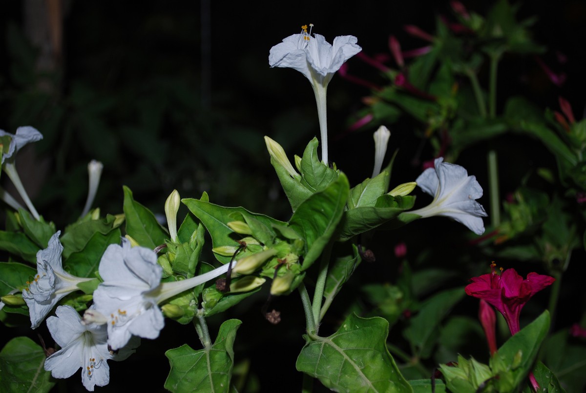 Image of Mirabilis jalapa specimen.