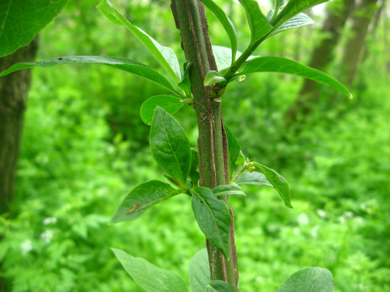 Image of Euonymus europaeus specimen.