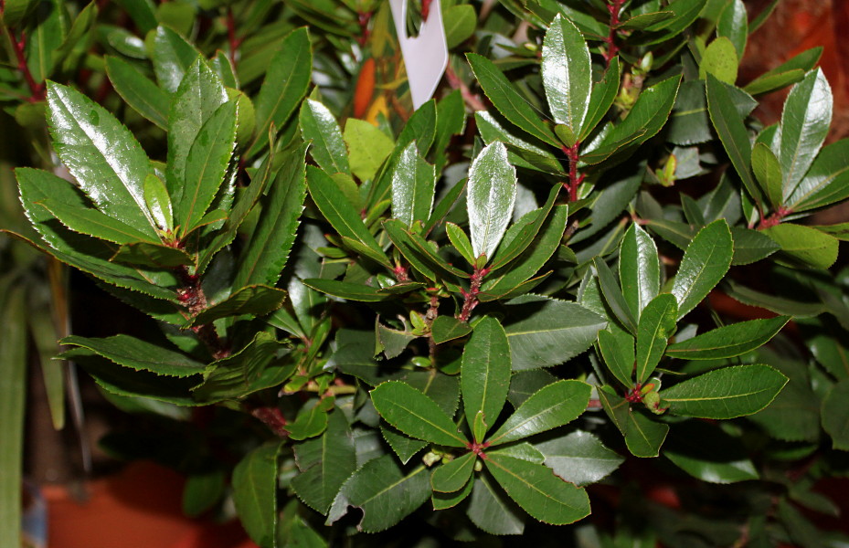 Image of Arbutus unedo specimen.