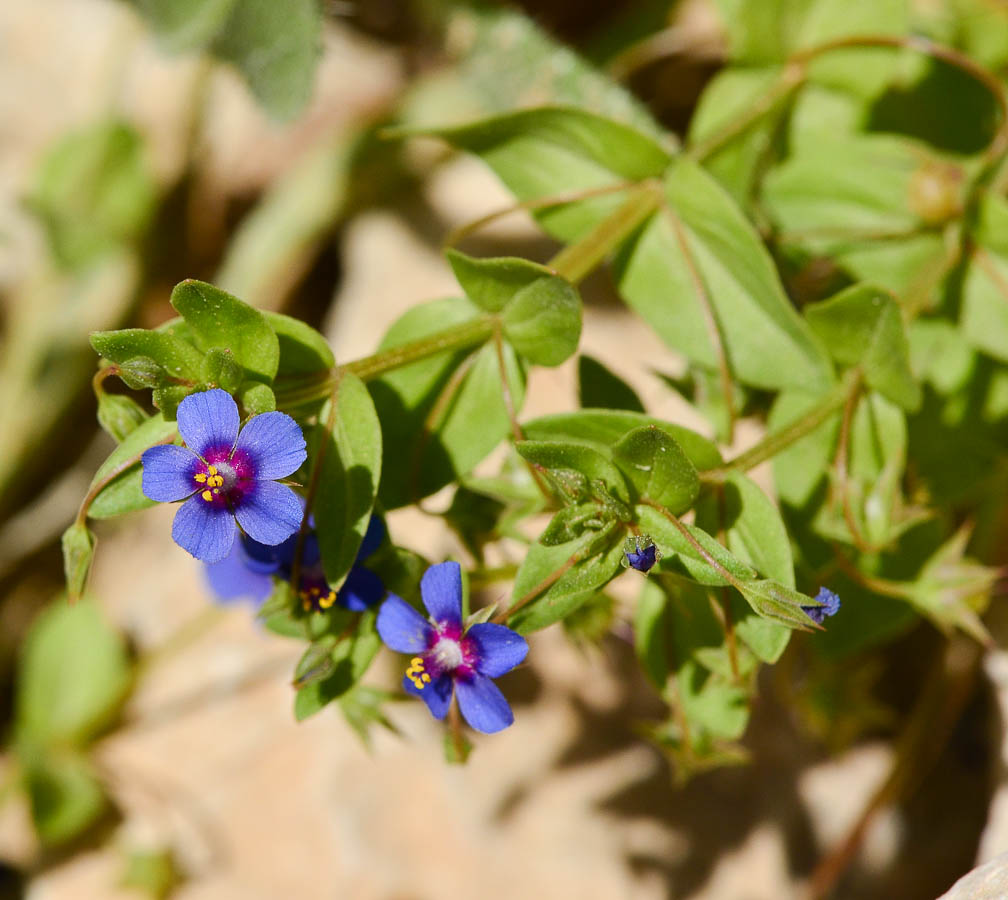 Изображение особи Anagallis arvensis.