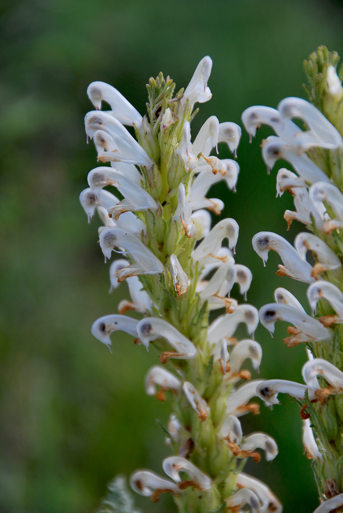 Image of Pedicularis achilleifolia specimen.