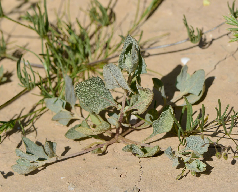 Image of Atriplex halimus specimen.