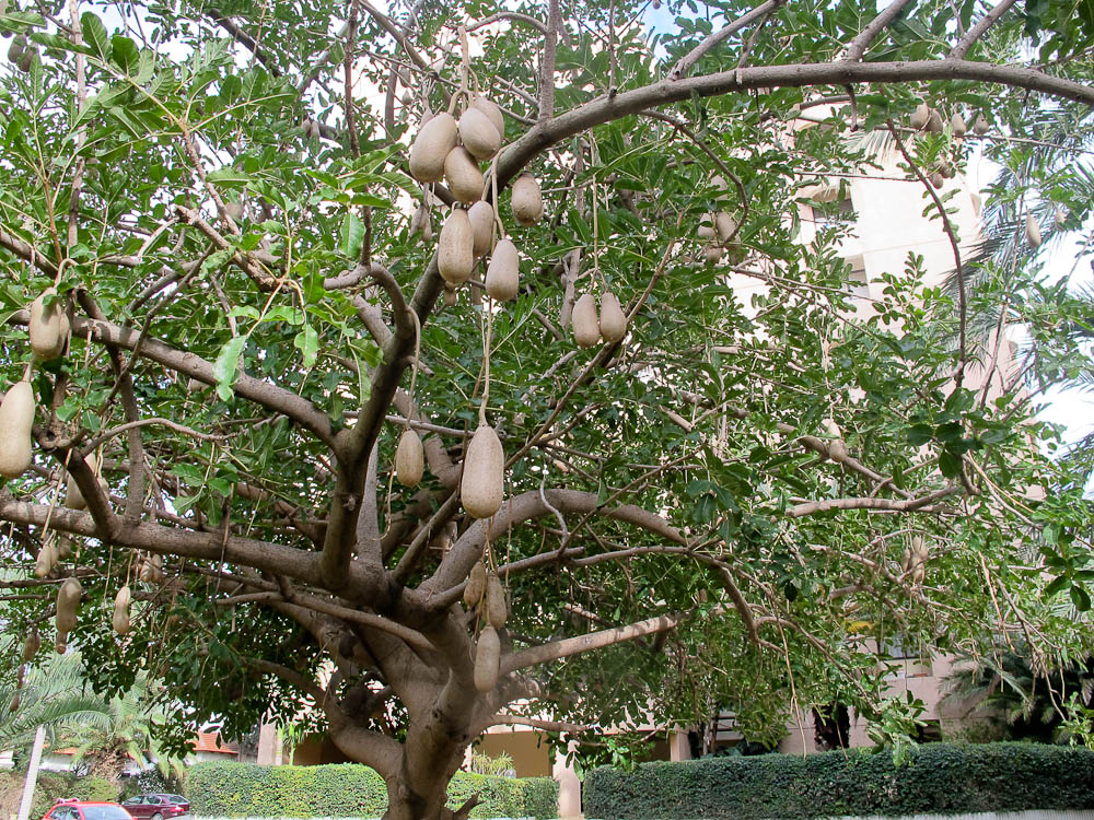 Изображение особи Kigelia pinnata.