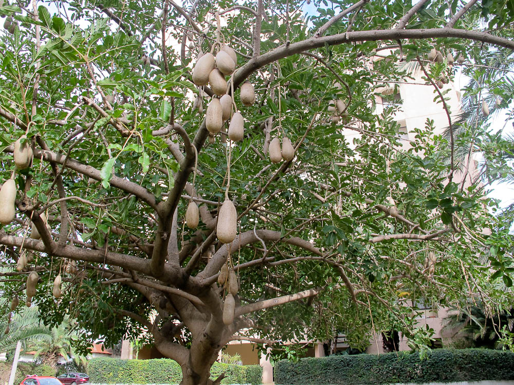 Image of Kigelia pinnata specimen.