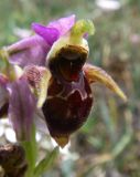 Ophrys oestrifera