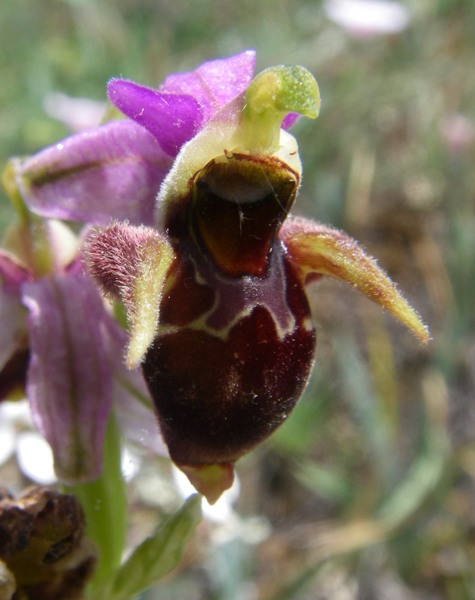 Image of Ophrys oestrifera specimen.
