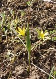 Gagea erubescens. Цветущее растение. Украина, Запорожский р-н, Дурная балка, разнотравная степь. 13.04.2013.