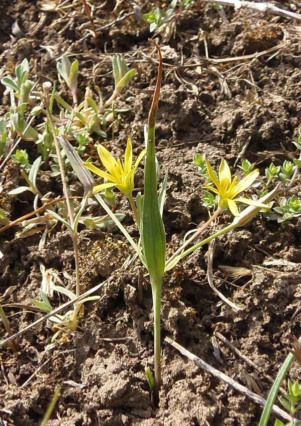 Изображение особи Gagea erubescens.